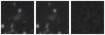 Missing file PGC166093-custom-montage-W1W2.png