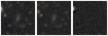 Missing file PGC1648817-custom-montage-W1W2.png