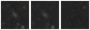 Missing file SDSSJ082712.78+265126.5-custom-montage-W1W2.png