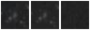 Missing file PGC3131999-custom-montage-W1W2.png