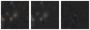 Missing file SDSSJ085233.75+135028.3-custom-montage-W1W2.png
