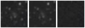 Missing file SDSSJ085941.54+211156.9-custom-montage-W1W2.png