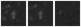Missing file SDSSJ091312.36+332639.8-custom-montage-W1W2.png
