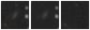 Missing file SDSSJ091858.62+581407.6-custom-montage-W1W2.png