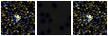 Missing file SDSSJ092000.56+395333.2-custom-montage-FUVNUV.png