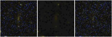 Missing file SDSSJ092416.97+513931.0-custom-montage-FUVNUV.png