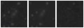 Missing file SDSSJ092523.19+592019.6-custom-montage-W1W2.png