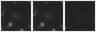 Missing file VFID5320-custom-montage-W1W2.png