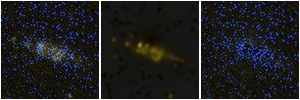 Missing file PGC027949-custom-montage-FUVNUV.png