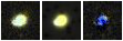 Missing file VFID5912-custom-montage-FUVNUV.png