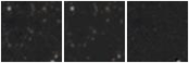 Missing file SDSSJ095405.21+204646.5-custom-montage-W1W2.png