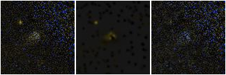 Missing file AGC198437-custom-montage-FUVNUV.png