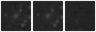 Missing file SDSSJ101504.34+263402.7-custom-montage-W1W2.png