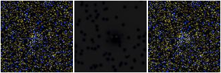Missing file CKT2009_D1019+69-custom-montage-FUVNUV.png