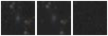 Missing file SDSSJ101840.87+212249.7-custom-montage-W1W2.png