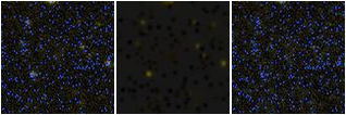 Missing file PGC1412440-custom-montage-FUVNUV.png
