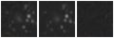 Missing file PGC095608-custom-montage-W1W2.png