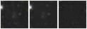 Missing file PGC087169-custom-montage-W1W2.png