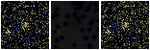 Missing file SDSSJ103321.24+233906.1-custom-montage-FUVNUV.png