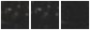 Missing file SDSSJ103339.60+644116.8-custom-montage-W1W2.png