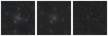 Missing file PGC086985-custom-montage-W1W2.png