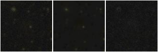 Missing file PGC083339-custom-montage-FUVNUV.png