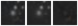 Missing file PGC3097669-custom-montage-W1W2.png