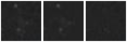 Missing file PGC135768-custom-montage-W1W2.png