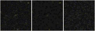 Missing file PGC3286596-custom-montage-FUVNUV.png