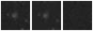 Missing file SDSSJ105314.53+175028.2-custom-montage-W1W2.png