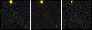 Missing file VFID6642-custom-montage-FUVNUV.png