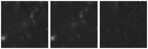 Missing file PGC033534-custom-montage-W1W2.png