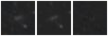 Missing file PGC033553-custom-montage-W1W2.png