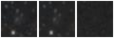 Missing file PGC135770-custom-montage-W1W2.png