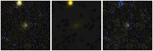Missing file SDSSJ110456.82+173830.5-custom-montage-FUVNUV.png