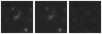 Missing file VFID1731-custom-montage-W1W2.png