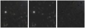 Missing file PGC2354409-custom-montage-W1W2.png
