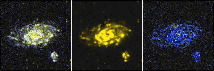 Missing file NGC3614-custom-montage-FUVNUV.png