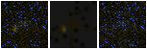 Missing file PGC1224534-custom-montage-FUVNUV.png