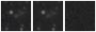Missing file PGC1367320-custom-montage-W1W2.png
