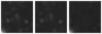 Missing file PGC034916-custom-montage-W1W2.png