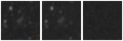 Missing file PGC1133411-custom-montage-W1W2.png
