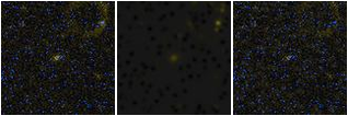 Missing file PGC1509123-custom-montage-FUVNUV.png