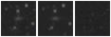 Missing file PGC2158339-custom-montage-W1W2.png