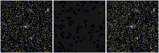 Missing file SDSSJ112149.84+400006.3-custom-montage-FUVNUV.png