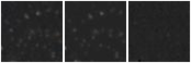 Missing file SDSSJ112149.84+400006.3-custom-montage-W1W2.png
