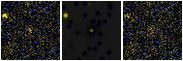 Missing file PGC2138143-custom-montage-FUVNUV.png