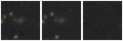 Missing file PGC2152098-custom-montage-W1W2.png