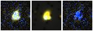 Missing file PGC2548235-custom-montage-FUVNUV.png
