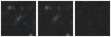 Missing file PGC2581061-custom-montage-W1W2.png